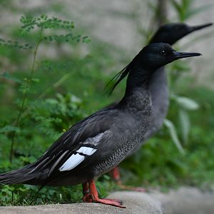 Brazilian Merganser Mergus octosetaceus