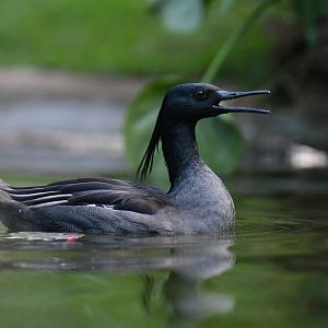 Brazilian Merganser Mergus octosetaceus