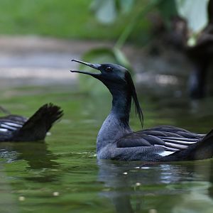 Brazilian Merganser Mergus octosetaceus