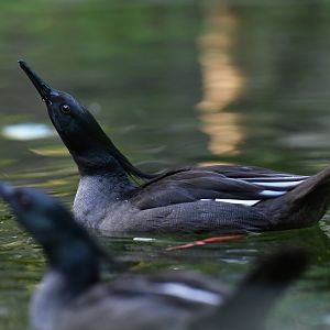 Brazilian Merganser Mergus octosetaceus