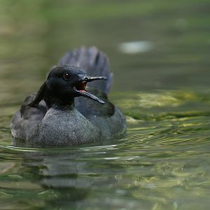Brazilian Merganser Mergus octosetaceus