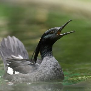 Brazilian Merganser Mergus octosetaceus