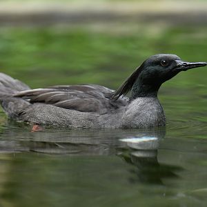 Brazilian Merganser Mergus octosetaceus