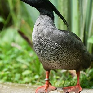 Brazilian Merganser Mergus octosetaceus