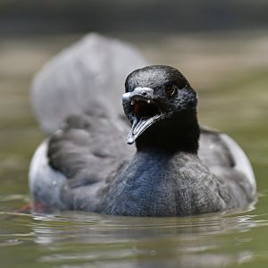 Brazilian Merganser Mergus octosetaceus