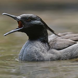 Brazilian Merganser Mergus octosetaceus