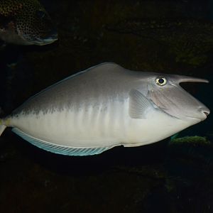 Humpback unicornfish (Naso brachycentron)