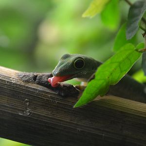 Pasteur's day gecko (Phelsuma pasteuri)