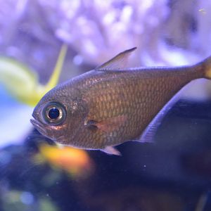 Moluccan sweeper (Pempheris cf. molucca)