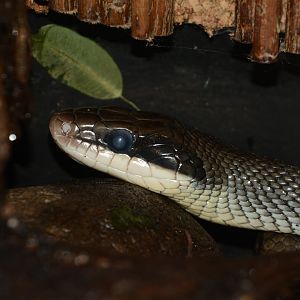 Blue beauty ratsnake (Elaphe taeniura callicyanous)