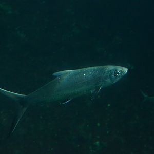 Milkfish (Chanos chanos)