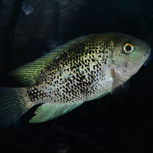 Montecristo cichlid (Oscura heterospila)