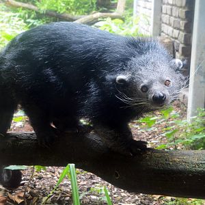 Malayan binturong (Arctictis binturong binturong)