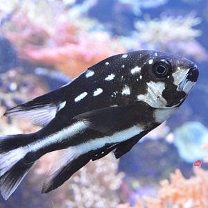 Midnight snapper (Macolor macularis)