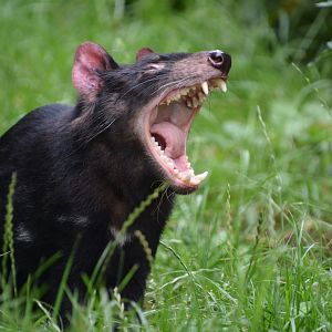 Tasmanian devil (Sarcophilus harrisii)