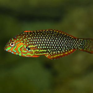 Ornate leopard wrasse (Macropharyngodon ornatus)