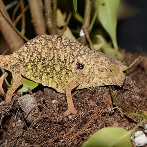 Pygmy leaf chameleon (Rieppeleon brevicaudatus)