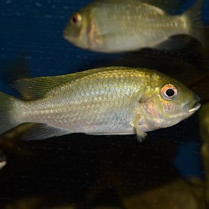 Lake Bermin tilapia (Coptodon flava)