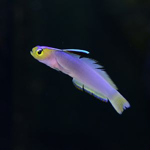 Helfrich's dartfish (Nemateleotris helfrichi)