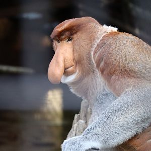 Proboscis Monkey (Nasalis larvatus)