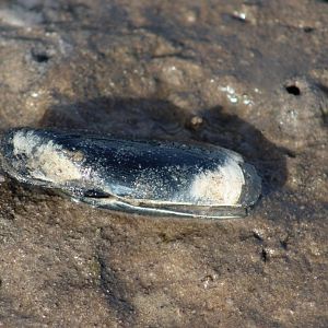 Mussel