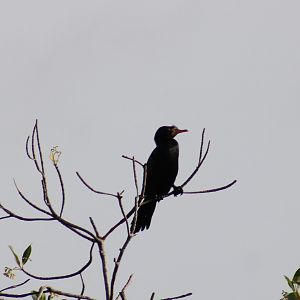 Long-tailed cormorant