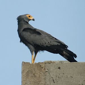African harrier-hawk