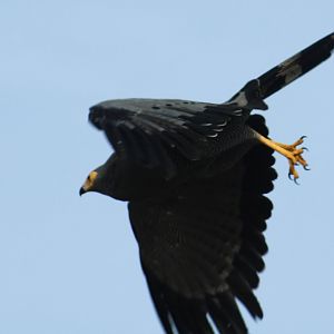 African harrier-hawk
