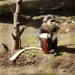 Red-shanked Douc Langur (Pygathrix nemaeus)