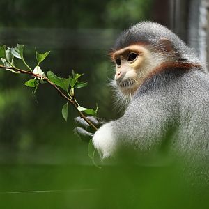 Red-shanked Douc Langur (Pygathrix nemaeus)