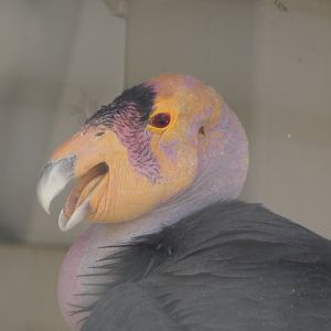 California condor (Gymnogyps californianus)