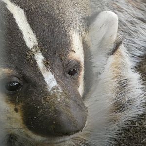 American badger (Taxidea taxus)