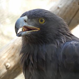 Golden eagle (Aquila chrysaetos)