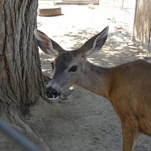 Mule deer (Odocoileus hemionus)
