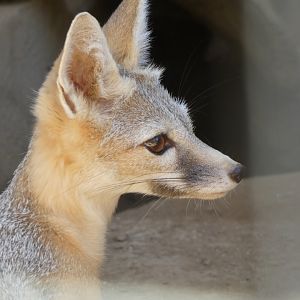 Kit fox (Vulpes macrotis)