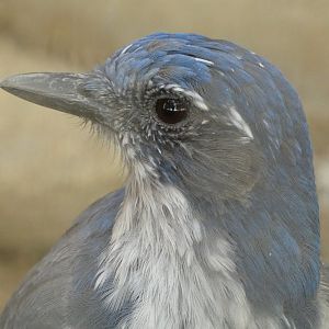California scrub jay (Aphelocoma californica)