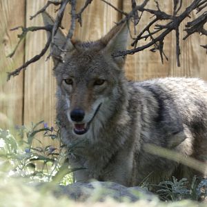 Coyote (Canis latrans)