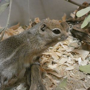San Joaquin antelope squirrel (Ammospermophilus nelsoni)
