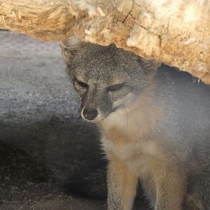 Island fox (Urocyon littoralis)
