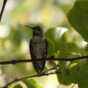 Hummingbird ID?