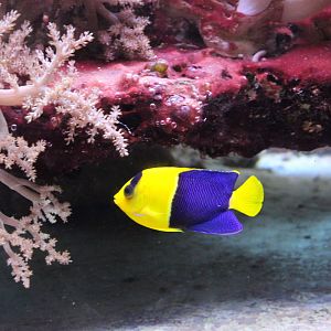 Two-colored dwarf angel - Centropyge bicolor