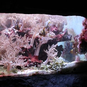 Pajama cardinal fish tank