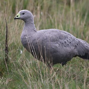 Cape Barren Goose