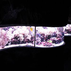 Tropical marine tank