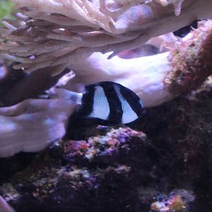 White-tailed dascyllus - Dascyllus aruanus