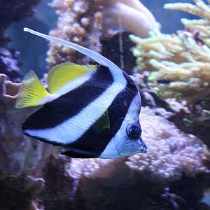 Pennant bannerfish - Heniochus acuminatus