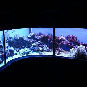 Tropical marine tank