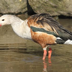 Orinoco Goose