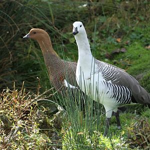 Magellan Geese