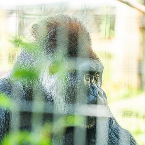 Charles the silverback Western Lowland Gorilla